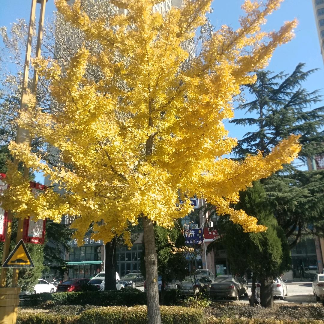 YAN