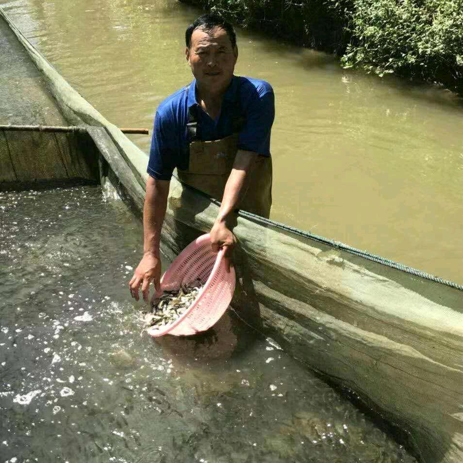 洪河鱼苗养殖场