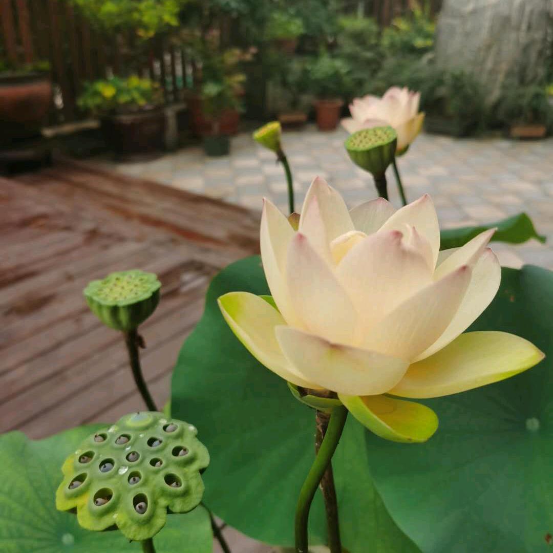 爱花的人