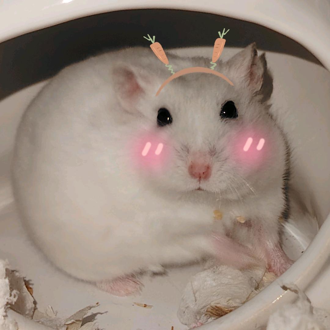 南南爱胖嘟嘟的妞妞团团