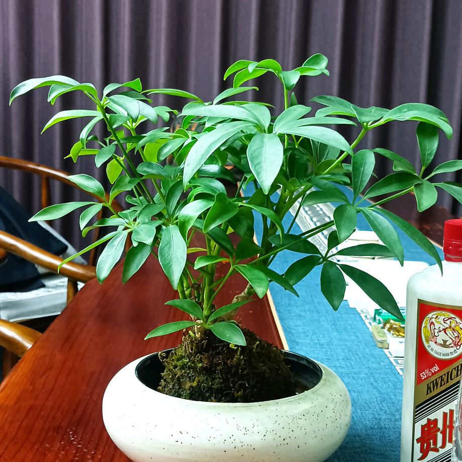 同疆集团-🍐梨子