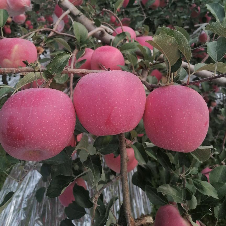 xia霞🍎