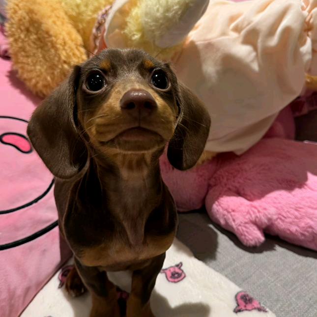 一个达不刘❤️