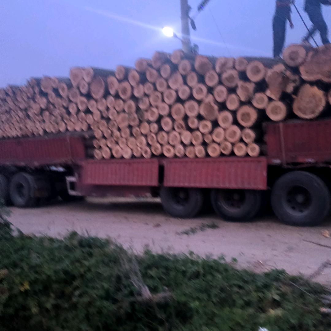 收售杨树🌲对外出售红白喜事烧锅用柴！