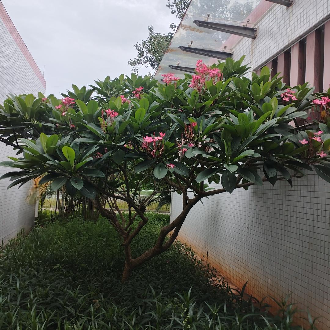 平安🌹