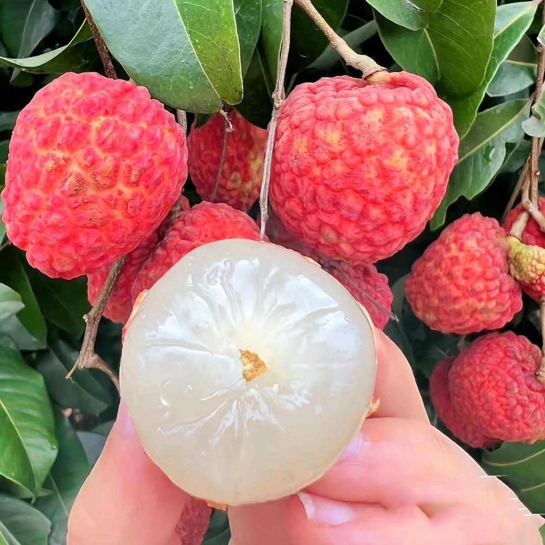 广西云帆鲜果铺