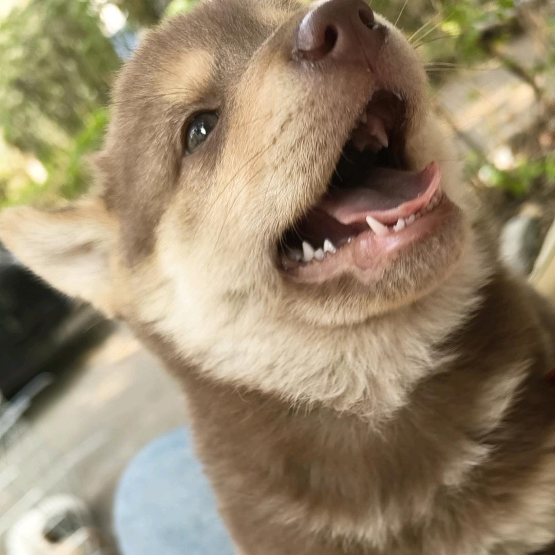覃家大院小土狗🐶🐶