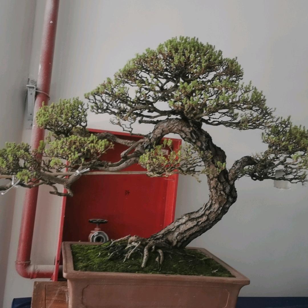 南之妍园林绿化工程