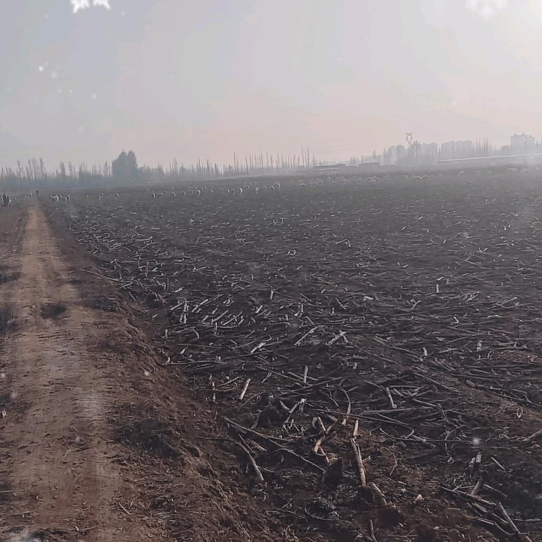 内蒙古放羊二哥