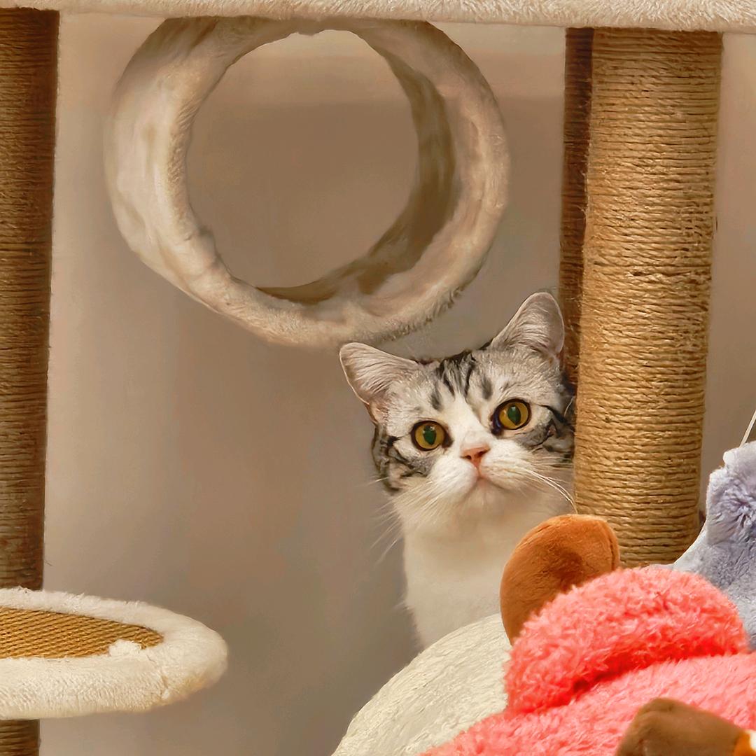 刘来福是只猫🥕