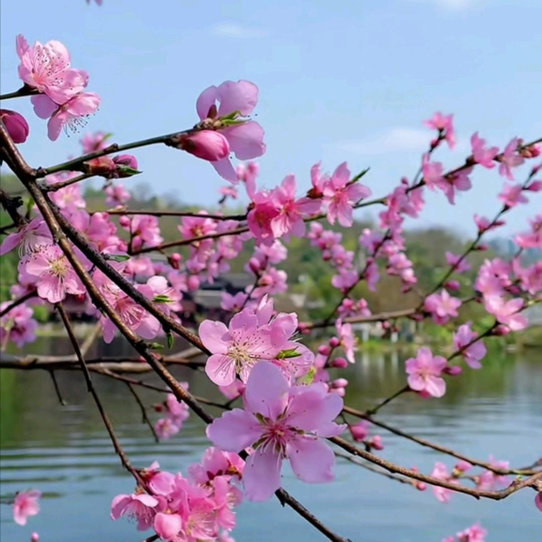 絮