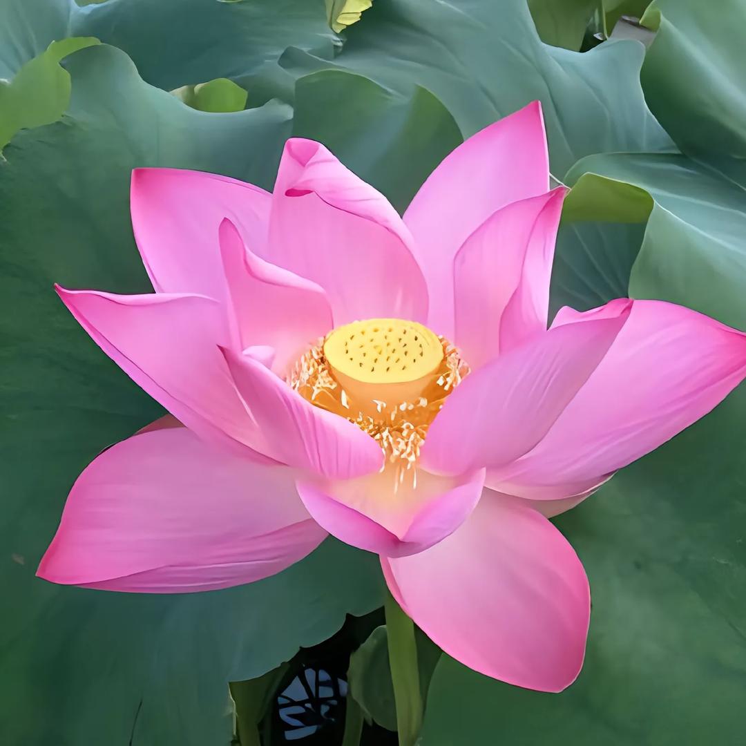繁花似锦