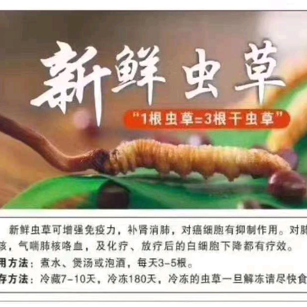 冬虫夏草无烟煤