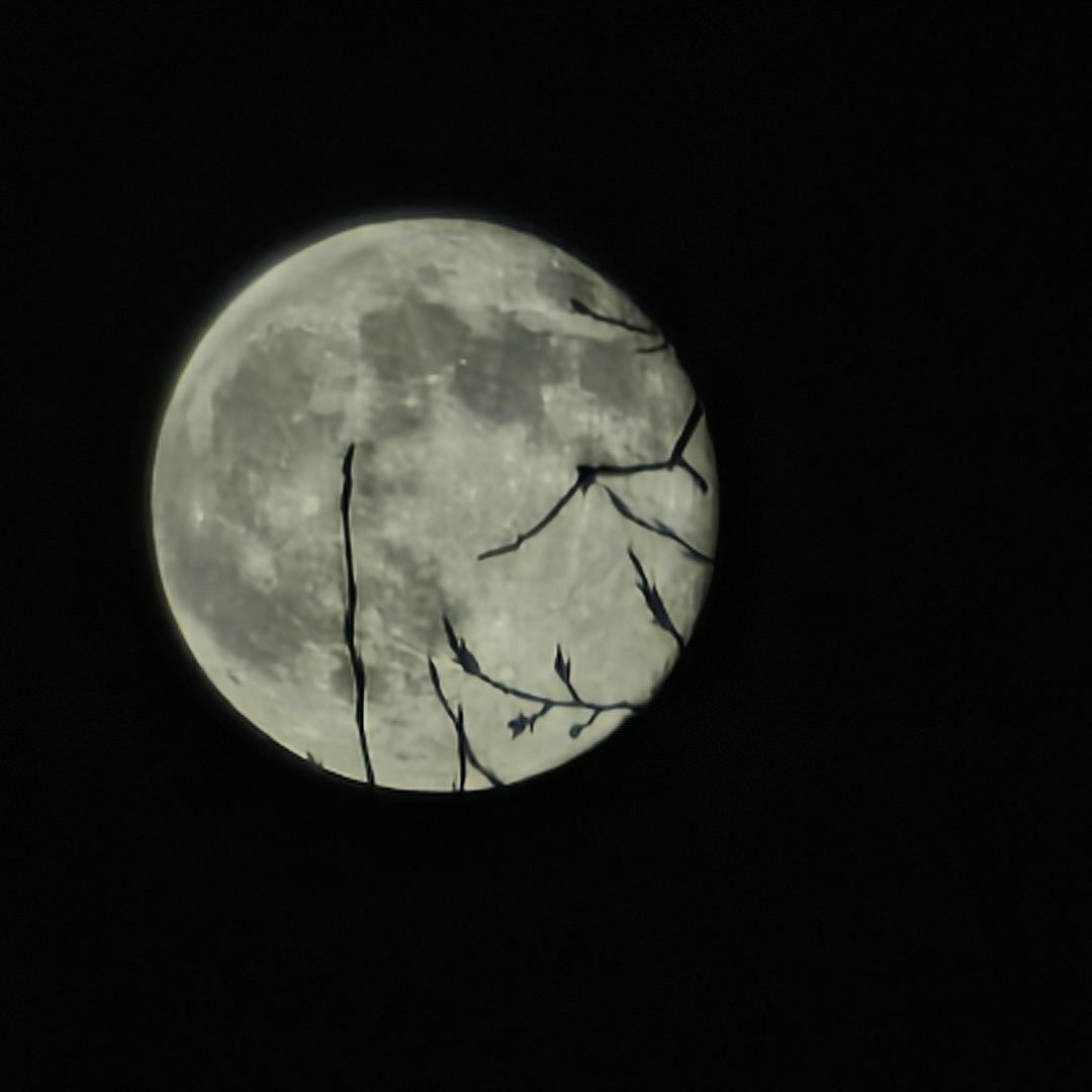 东北钳子（三角洲版）