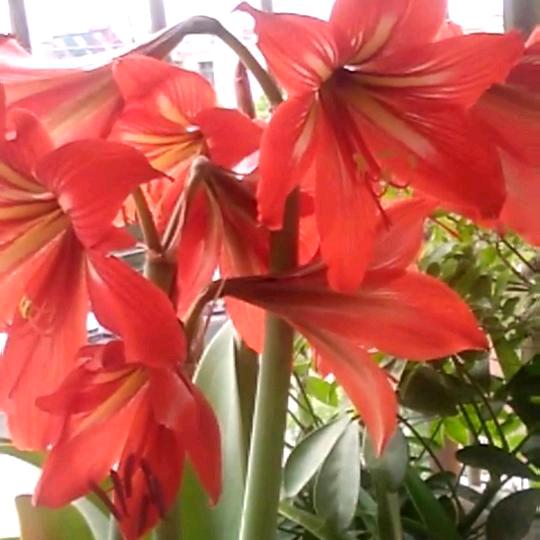 知足常乐💖💖💖🌹🌹🌹
