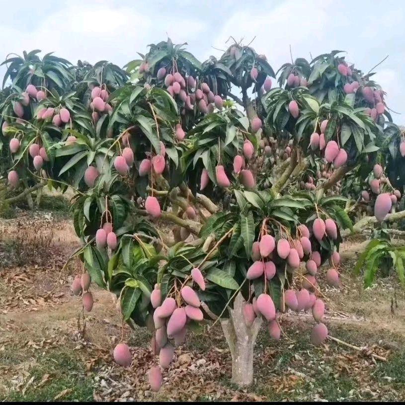 云栖树语果树苗木专营店