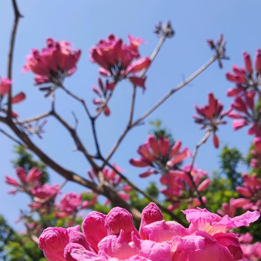 花月
