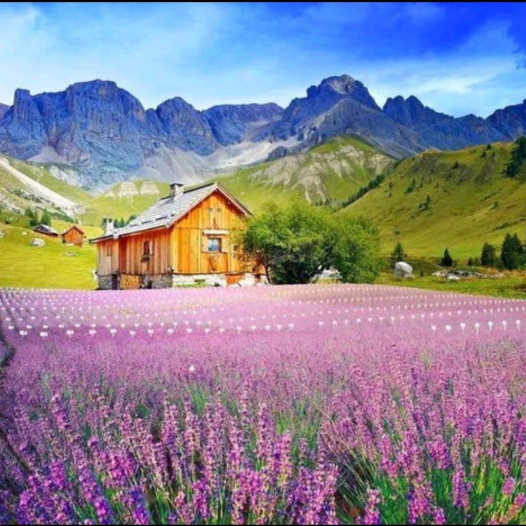 静待花开🌺🌹