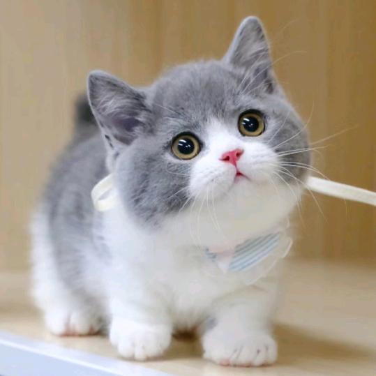 猫咪用品
