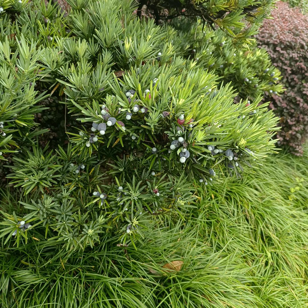 躲在厕所里逗蛆蛆