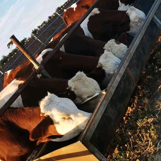 牛马羊向导小云