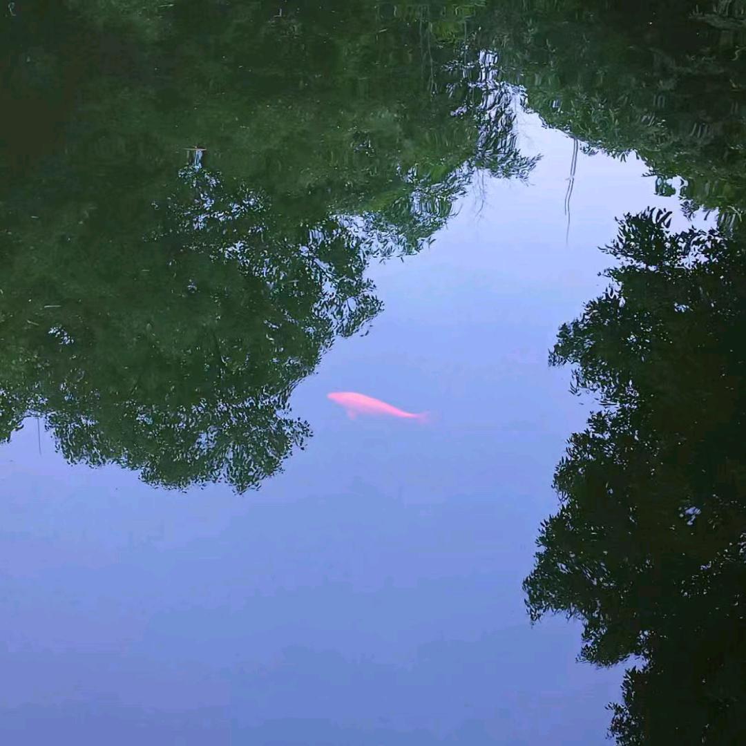 总部设计院.管博