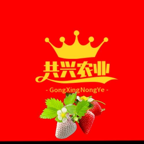 共兴果蔬合作社 （草莓樱桃）🍓🍒
