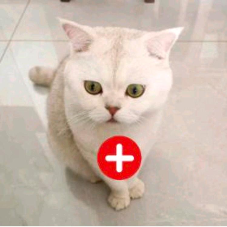 豆豆猫咪