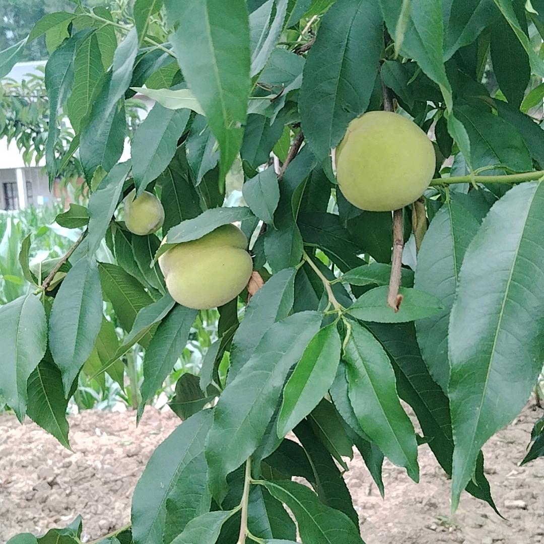 通江书院店昂橙母婴行业快问快答82607