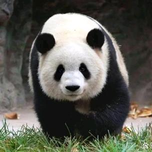 🐼🐼宝贝乐园🐼🐼心静如水✌