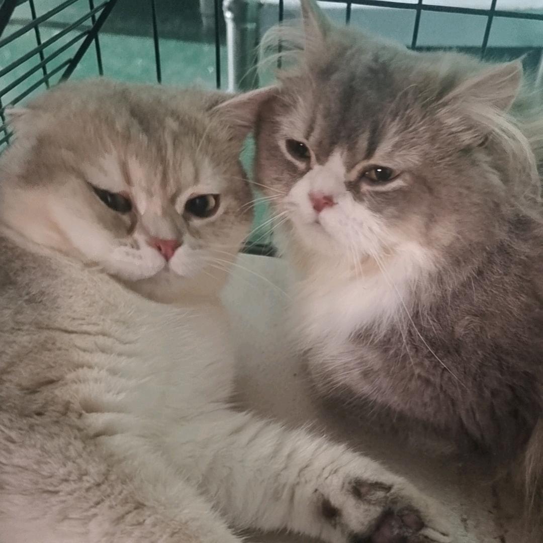 ℋ᭄🍭半颗糖🍬*ଯ