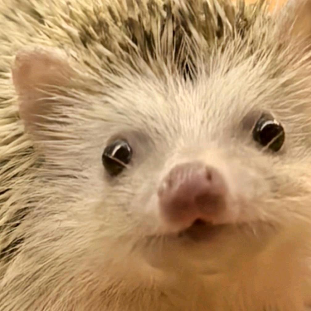 索尼克和她的孩子们