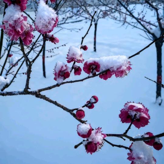 多年以后