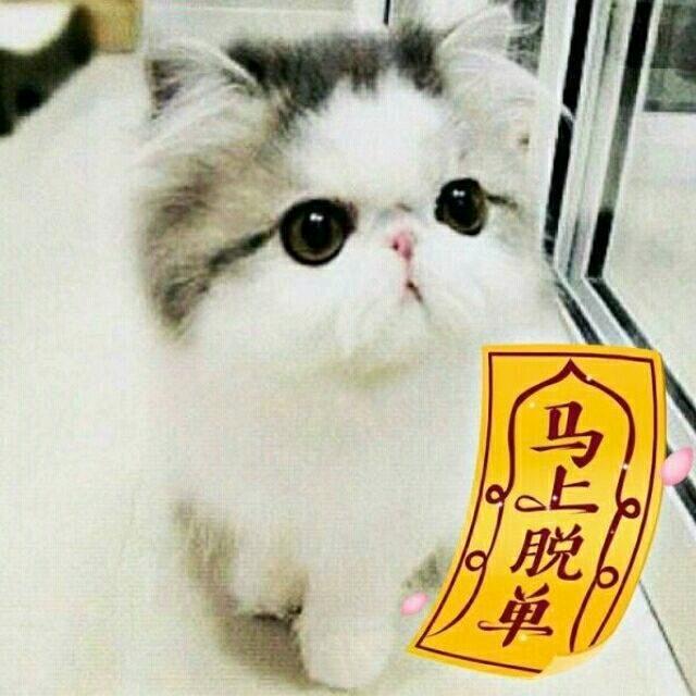 小布猫💞