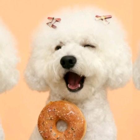 冬至是只小比熊呀