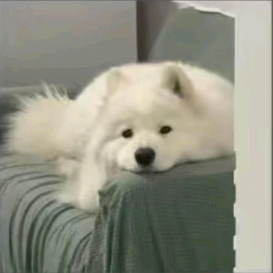王枫宸