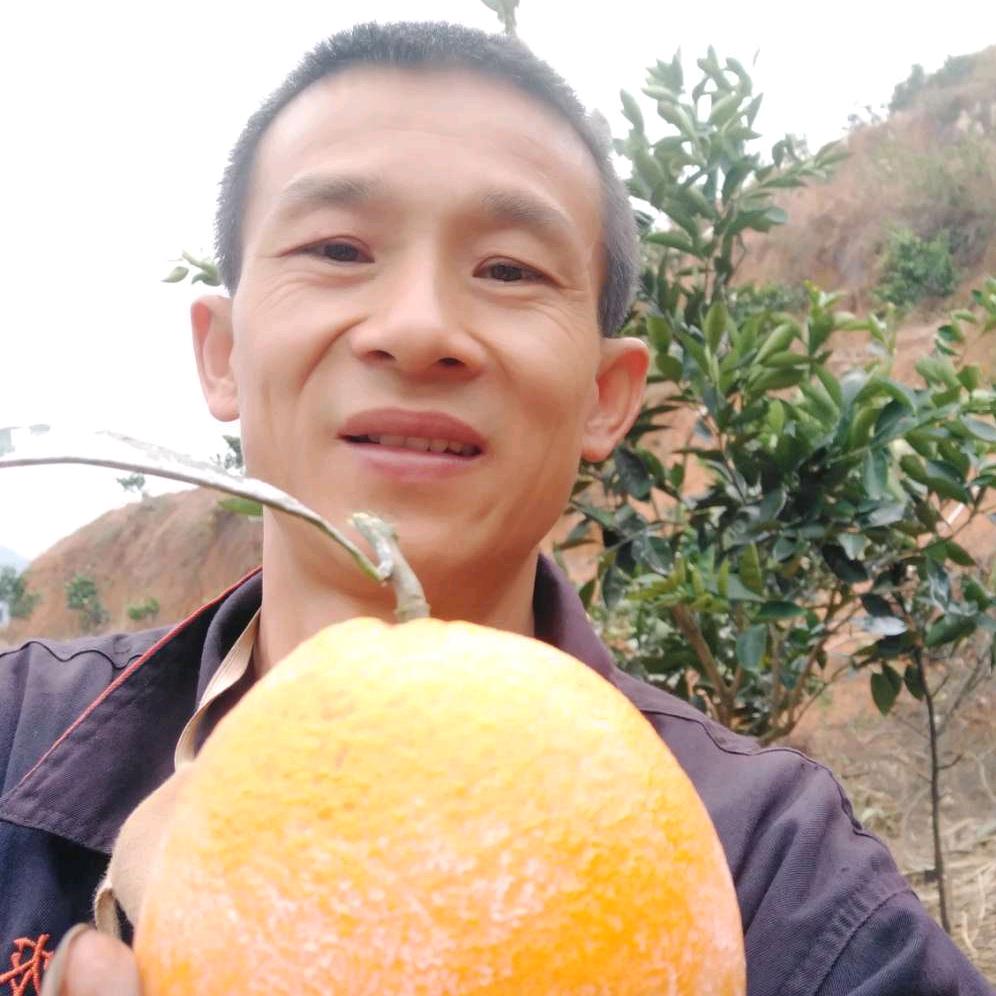 景哥种橙