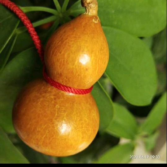 荣（成林推拿中心团购）