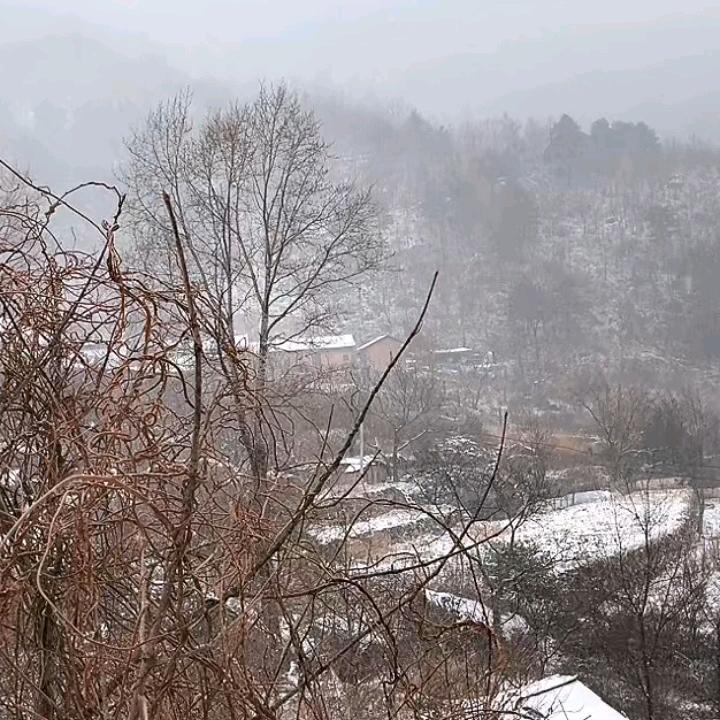 田园春《田园刘娟授权》