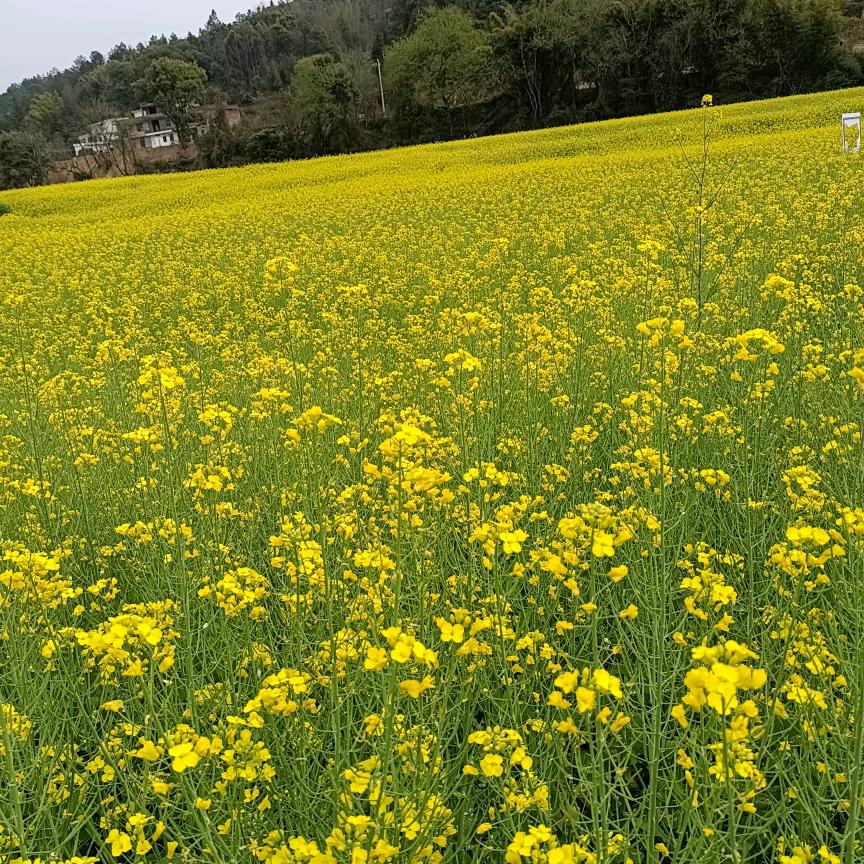 雨季