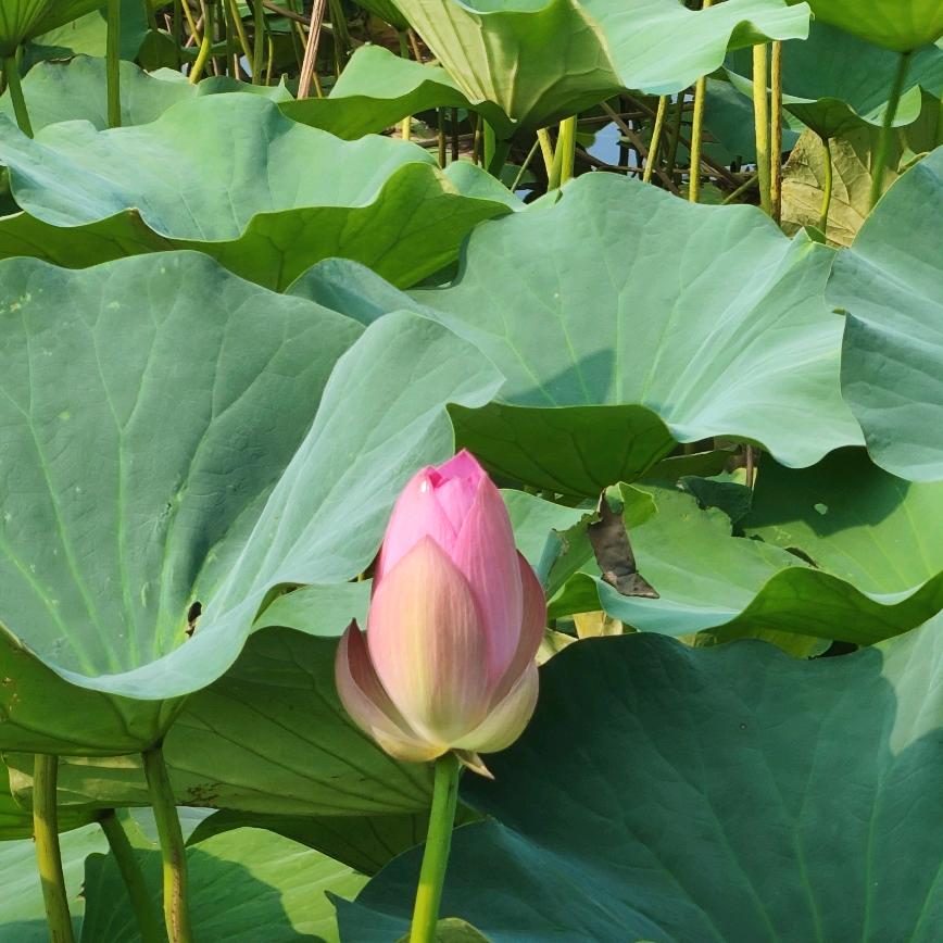 A小芳