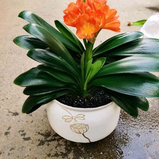 石华(春江园艺)