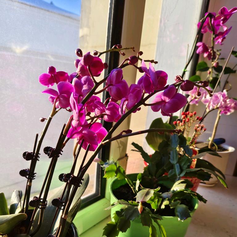 青青小草🌿