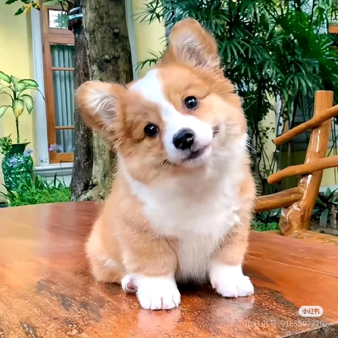 半文宠物创意屋