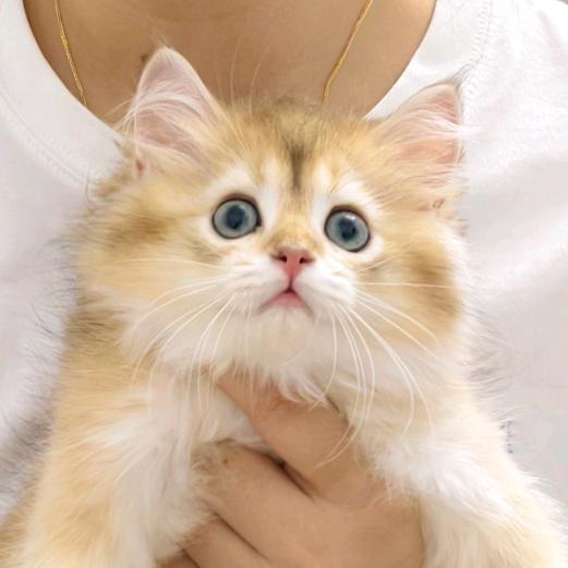 黄登登（尴尬期版）