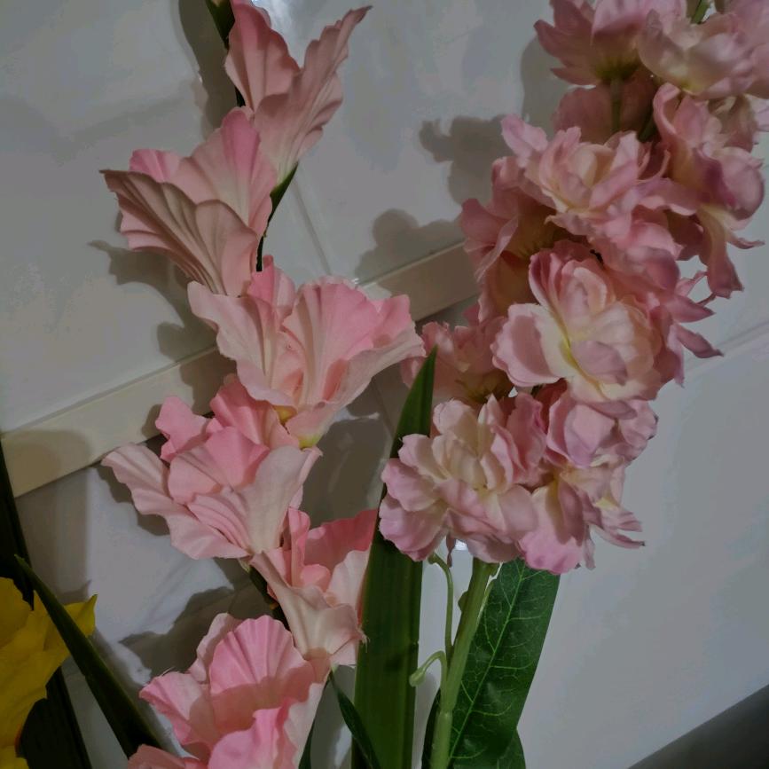 可鲵头像
