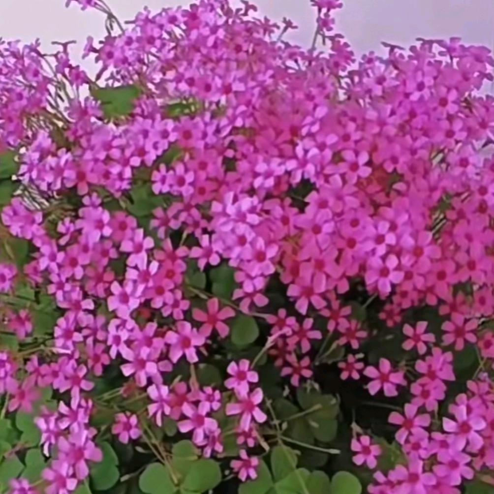 海优花园HiYoo