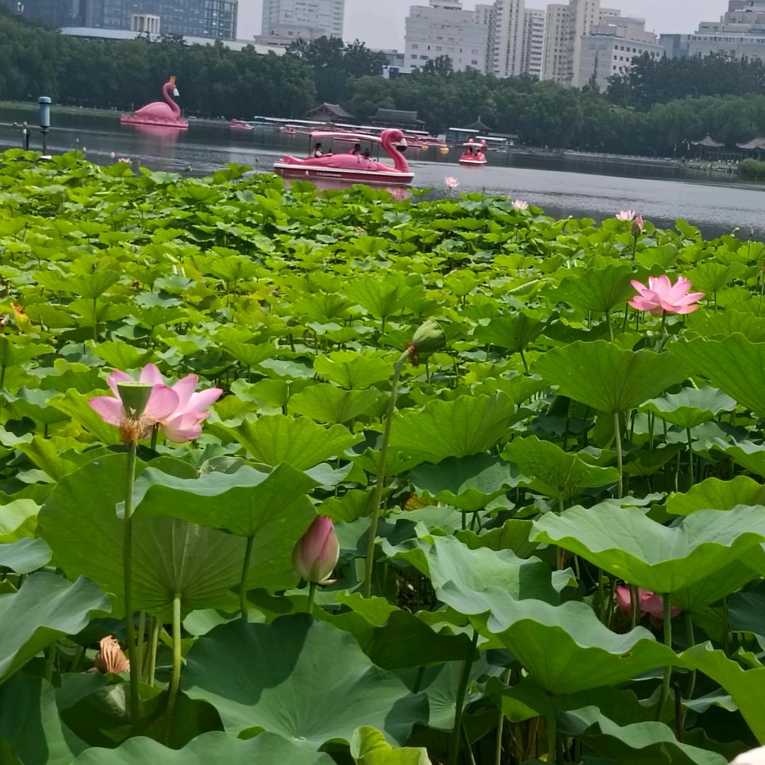 人❤️生❤️如❤️茶