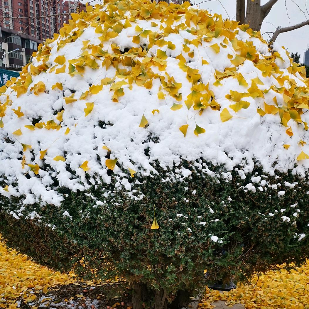 女人天生爱做梦