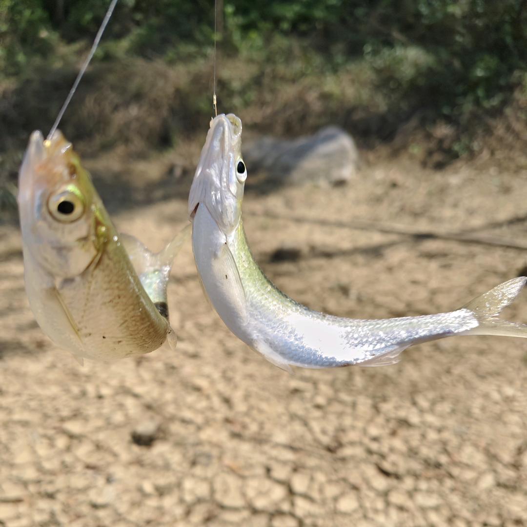 会飞的鱼🐟🐟🐟
